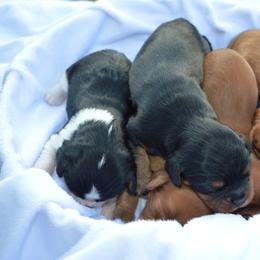 Cavalier King Charles Spaniel Puppies from Freeman's Royal Cavaliers
