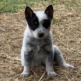 Boy 1 - Blue male Australian Cattle Dog puppy in Irvington, Kentucky from Dry Valley’s Australian Cattle Dogs