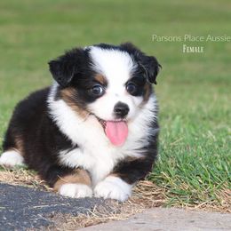 Miniature Australian Shepherd Puppies from Parsons Place Aussies