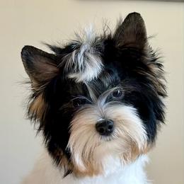 Biewer Terrier Puppies from Stone Mountain Dogs
