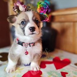 Kitty - Red female Pembroke Welsh Corgi puppy in Fortine, Montana from North Star Pembroke Welsh Corgi's
