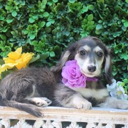Magnolia - Blue and cream female Dachshund puppy in Woodbine, Georgia from Bowdachs Cream Pies