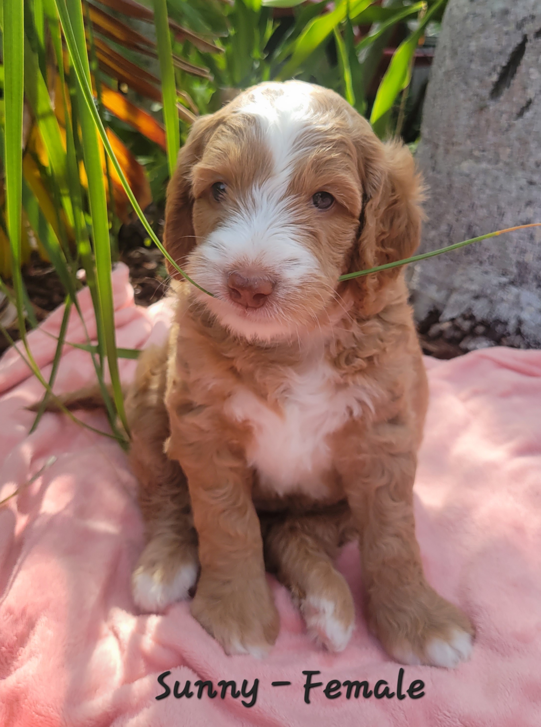 Springerdoodle Puppies from Springerdoodles of Florida