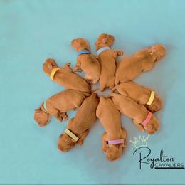 Cavalier King Charles Spaniel Puppies from Royalton Cavaliers