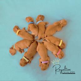 Cavalier King Charles Spaniel Puppies from Royalton Cavaliers