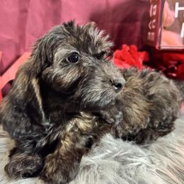 Louie - Brindle male Dachshund puppy in Cabool, Missouri from Dachshund's of Country Magic Farms in Missouri