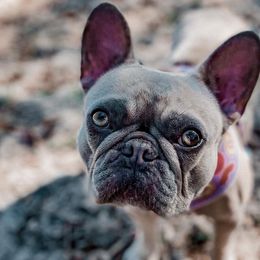 French Bulldogs from Old Fashioned Frenchies