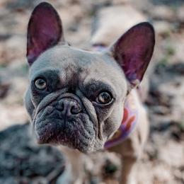 French Bulldogs from Old Fashioned Frenchies