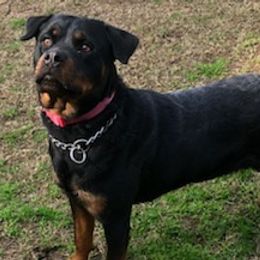 Rottweilers from Ramos Rotts