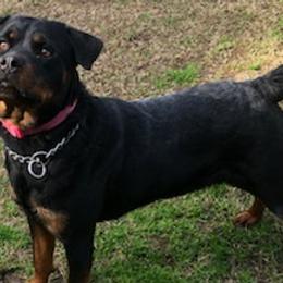 Rottweilers from Ramos Rotts