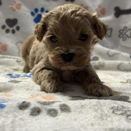 Blue - Golden male Cockapoo puppy in Lancaster, Kentucky from Dream Paws Puppies, LLC