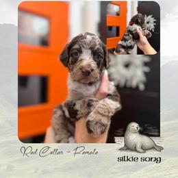 Silkie Song - Lt. Purple Collar - Merle female Goldendoodle puppy in Garland, Texas from Twilight Doodles
