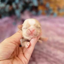 Dawn - Gold female Shih Tzu puppy in Port Charlotte, Florida from Chimera Shih Tzu SW Florida