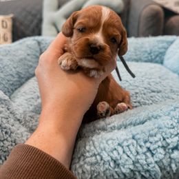Midnight - Red male Cavapoo puppy in Mayo, Florida from Kingston’s Cavaliers
