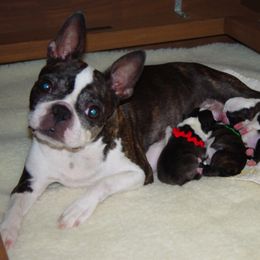 Boston Terrier Puppies from Achates Bostons