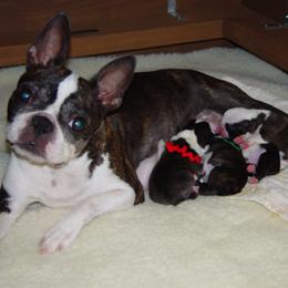 Boston Terrier Puppies from Achates Bostons
