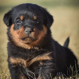 Rottweiler Puppies from Gottlïchen Rottweilers