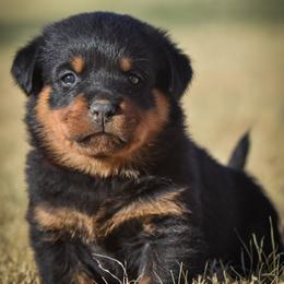 Rottweiler Puppies from Gottlïchen Rottweilers