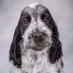 English Cocker Spaniels from MysticMoon ECS