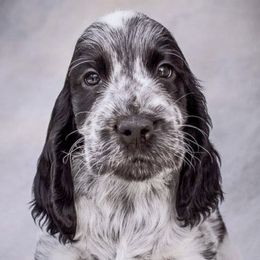 English Cocker Spaniels from MysticMoon ECS