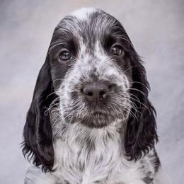 English Cocker Spaniels from MysticMoon ECS