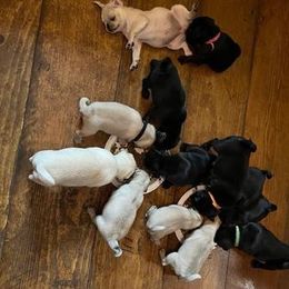 Pug Puppies from Crazy Pugs Haven
