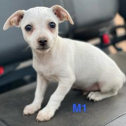 Apricot male - White and apricot male Rat Terrier puppy in Burnet, Texas from Burton's Rat Terriers