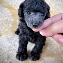 Chai - Silver female Poodle puppy in Marsing, Idaho from Araceli Toy Poodles