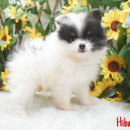 Hibachi - Black and tan parti male Pomeranian puppy in Cleveland, Georgia from Sourpatch Pomeranians