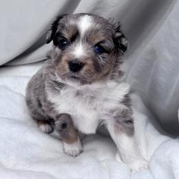 Berry - Blue merle female Miniature Australian Shepherd puppy in Bly, Oregon from Apacheblus Toy Aussies