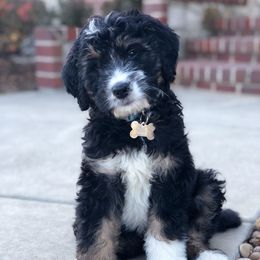 Bernedoodles from Bernedoodles of Kansas