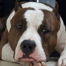 ThunderCloud  - American Staffordshire Terrier