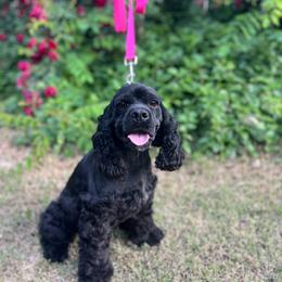 Pepper - Cocker Spaniel