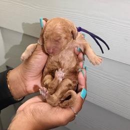 Almost Christmas - Sable female Goldendoodle puppy in Houston, Texas from Were The Mack'Doodles Mack’Poodles