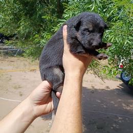 Girl 2 - Black and red female German Shepherd puppy in Cochise, Arizona from Freiheit Von Himmel  Shepherds