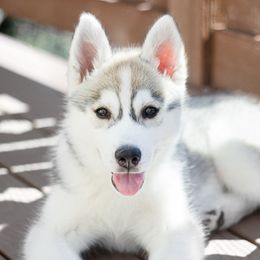 Siberian Husky Puppies from Zobela Siberians