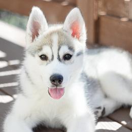 Siberian Husky Puppies from Zobela Siberians