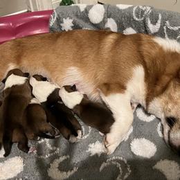 Boy 1 - White and red male Pembroke Welsh Corgi puppy in Dickinson, Texas from Gulf Coast Corgis