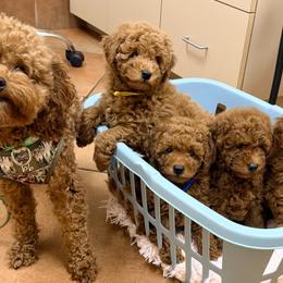 Goldendoodles from Lucky Heart TeddyBear Goldendoodles