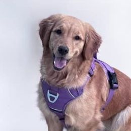 Golden Retrievers from Love is Golden