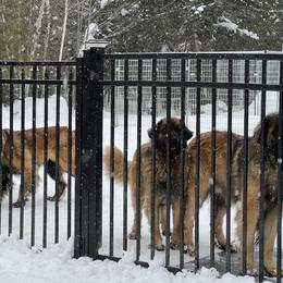 Leonberger and Miniature Australian Shepherd Puppies from Bear Pond Aussies / Leonbergers of Maine