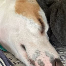 Rat Terriers from Rat Terriers of San Diego