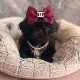 Shih Tzu Puppies from DESERT ROYAL SHIH TZU