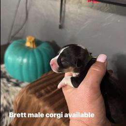 Brett - Black and tan male American Corgi puppy in Post Falls, Idaho from Splootin’ around Corgi’s