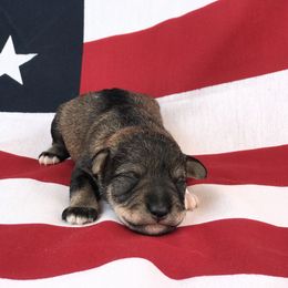 Goldendoodle, Schnoodle, and Sheepadoodle Puppies from Dood Ranch