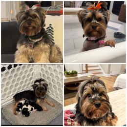 Piper - Morkie