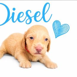 Diesel - Fawn (Isabella) male Dachshund puppy in Vacaville, California from SchmooterBabies