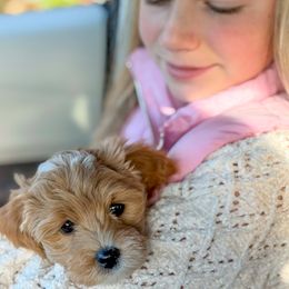 Blush - Buff female Cockapoo puppy in Mt Bethel, Pennsylvania from Stasia’s Cutiepoos