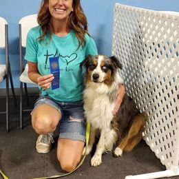 Australian Shepherd All Grown Up from The K Bar Ranch