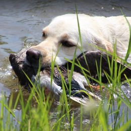 Labrador Retriever Puppies from Bristol Bay Labradors